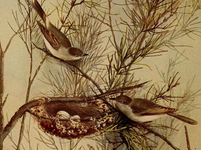 1848-Ellis Rowan - L'emù